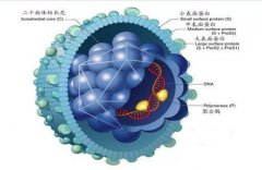 梅毒早期症状