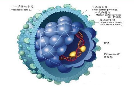 梅毒也痒吗